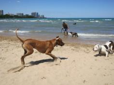 Montrose Beach - Chicago's first off-leash dog-friendly beach. A blast with or without your dog!