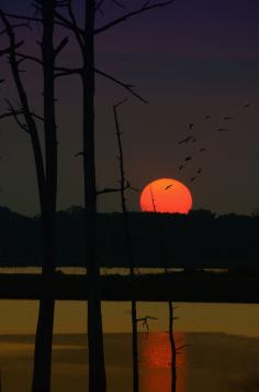 sunset on the bayou (michelle morris denniston)