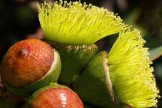 Join Royal Botanic Gardens' Botanist Dr Frank Udovicic on an informal walk through the Melbourne Gardens and discover the secret life of Eucalypts and the science behind our most iconic of trees.  National Science Week –The Secret of the Eucalypt Saturday 16 August 10:30 am - 11:30 : bookings essential This free event is proudly presented as part of the 'Celebrating National Science Week at the Royal Botanic Gardens: Bringing plants to life' program.