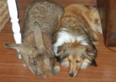 Unbelievably Huge Bunny