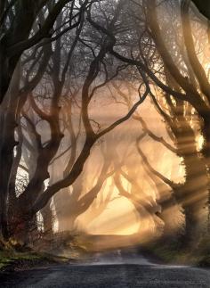 ~~The Kings Road | mystical Ballymoney's Dark Hedges, County Antrim, Northern Ireland by Stephen Emerson~~