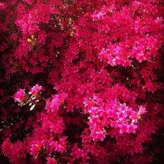 Bright pink azalea at Wray Castle, Lake District