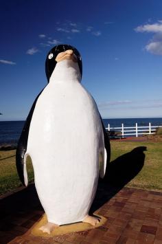 Big Penguin, Tasmania