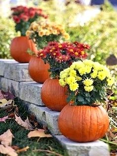 Pumpkin mum planters #mum