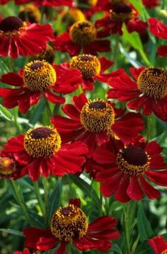 Autumn Flowers - Helenium