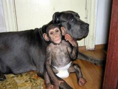 This is the story of the Bull Mastiff that adopted baby chimp “Mango”. The story has it that Mango’s mother sadly died after giving birth.  The dog literally took on the chimp as one of hers, and the two became inseparable. Mango also loves his new found Brothers and Sisters and they all play together.  #amazinganimals #chimp #chimpanzee