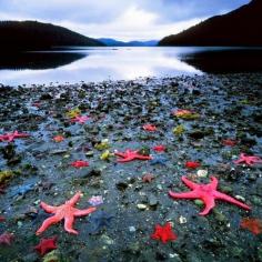 The colony of sea stars, West Coast, New Zealand.