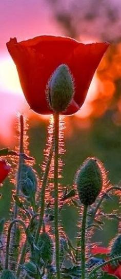 Red Poppies