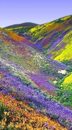 Valley Of Flowers, Himalayas Tibet