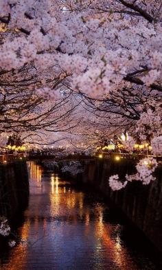 Cherry blossoms in Paris