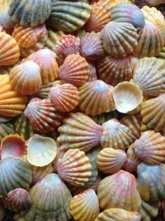 Shells