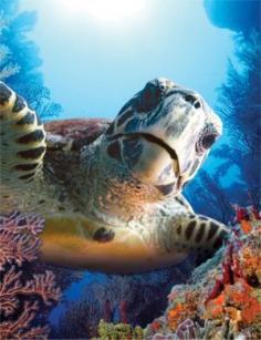 Sea Turtle