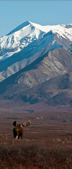 A moose roams the tundra of Denali National Park in Alaska • photo: Mariko Kinikin on Flickr