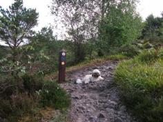 Alfie the shihtzu at Loch Lomond.