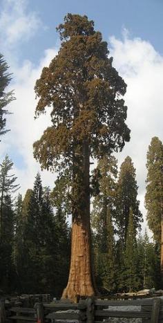 Sentinel Tree, Sequoia National Park