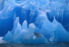 Chinstrap penguins on iceberg, Pygoscelis antarctica, Antarctica © Frans Lanting / LUZphoto