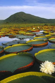 Vitoria Regia Water Lily at Pantanal Matogrossense, Brazil