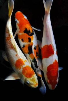 Japanese carps, Koi 鯉