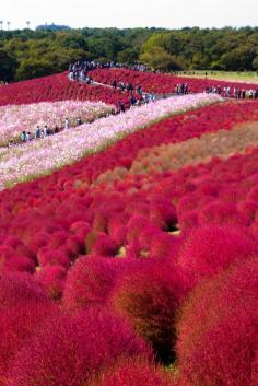 Kochia Hill - Hitachi Seaside Park, Ibaraki, Japan