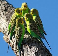 Flock of Budgies, Too Cute!!!