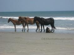 Outer Banks North Carolina