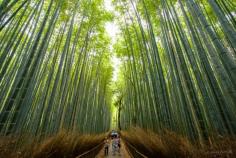 Bamboo Forest, Arashiyama, Kyoto, Japan