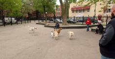 Dog-friendly parks and beaches in Chicago.