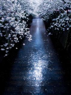 Cherry blossoms in full bloom, Meguro River, Tokyo, Japan