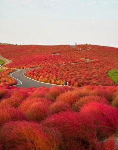 Hitachi Seaside Park Path In Japan