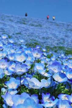 Nemophila(baby blue eyes), Hitachi Seaside Park, Ibaraki, Japan