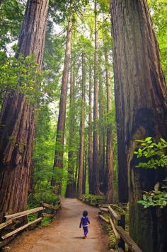 Standing Tall in Redwood Forest - California, USA