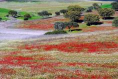 Alentejo