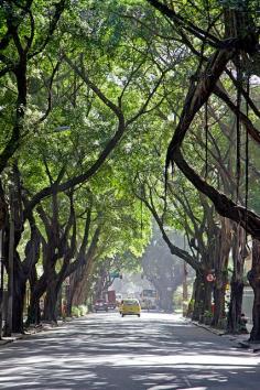 Ipanema Trees, Rio de Janeiro, Brazil .................... #GlobeTripper® | www.globe-tripper... | "Home-made Hospitality" | globe-tripper.tum...