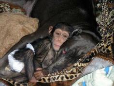 This is the story of the Bull Mastiff that adopted baby chimp “Mango”. The story has it that Mango’s mother sadly died after giving birth.  The dog literally took on the chimp as one of hers, and the two became inseparable. Mango also loves his new found Brothers and Sisters and they all play together.  #amazinganimals #chimp #chimpanzee