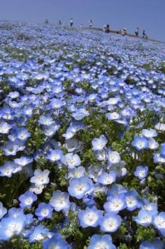 Nemophila(baby blue eyes), Hitachi Seaside Park, Ibaraki, Japan