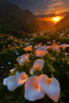 Sunset in Calla Lily Valley, Big Sur, California, United States