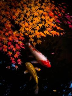 Nishiki-Koi(colored carp), Tenjuan, a sub-temple of Nanzen-ji, Kyoto, Japan