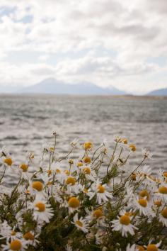 beach daisies