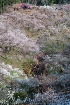 Japanese apricot in full bloom, Yoshino-baigo in Ome, Tokyo, Japan