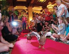 Watched the marching of the ducks at the Peabody Hotel in Memphis, TN - The Peabody ducks march at 11 a.m. and 5 p.m. daily.