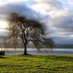 Willow by the lake in Chile. Photo courtesy of Garotasviajantes on Isntagram.