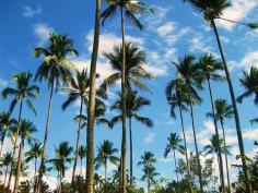 Coconut Wine Making - How To Make Tuba and Bahalina