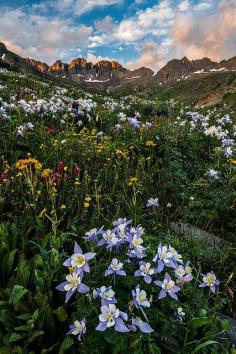 Colorado Columbine /// Guy Schmickle /// Flickr.