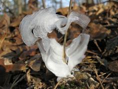 Frost Flower