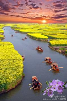 Canola Fields, Xinghua, China