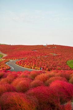 Kochia Hill - Hitachi Seaside Park, Ibaraki, Japan