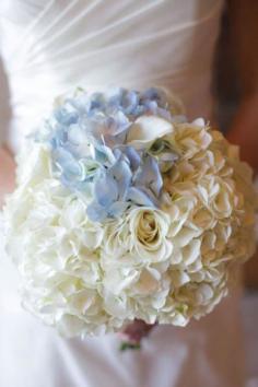 ahh, hydrangea :)