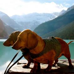 This is Toots and Camarones Ortega. They're avid travelers who love to hike and camp. This is their first trek on international soil. They left their mark. Discovered by livinginpostcards at Banff National Park, #Alberta, #Canada