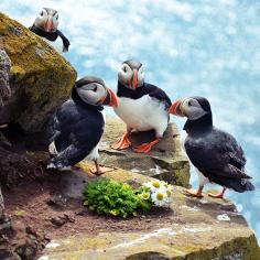 I have Iceland at the top of my travel bucket list. Puffins are one of the reasons. Via T+L (www.travelandleis...).