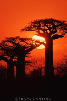 Baobabs at sunset, Adansonia grandidieri, Western Madagascar